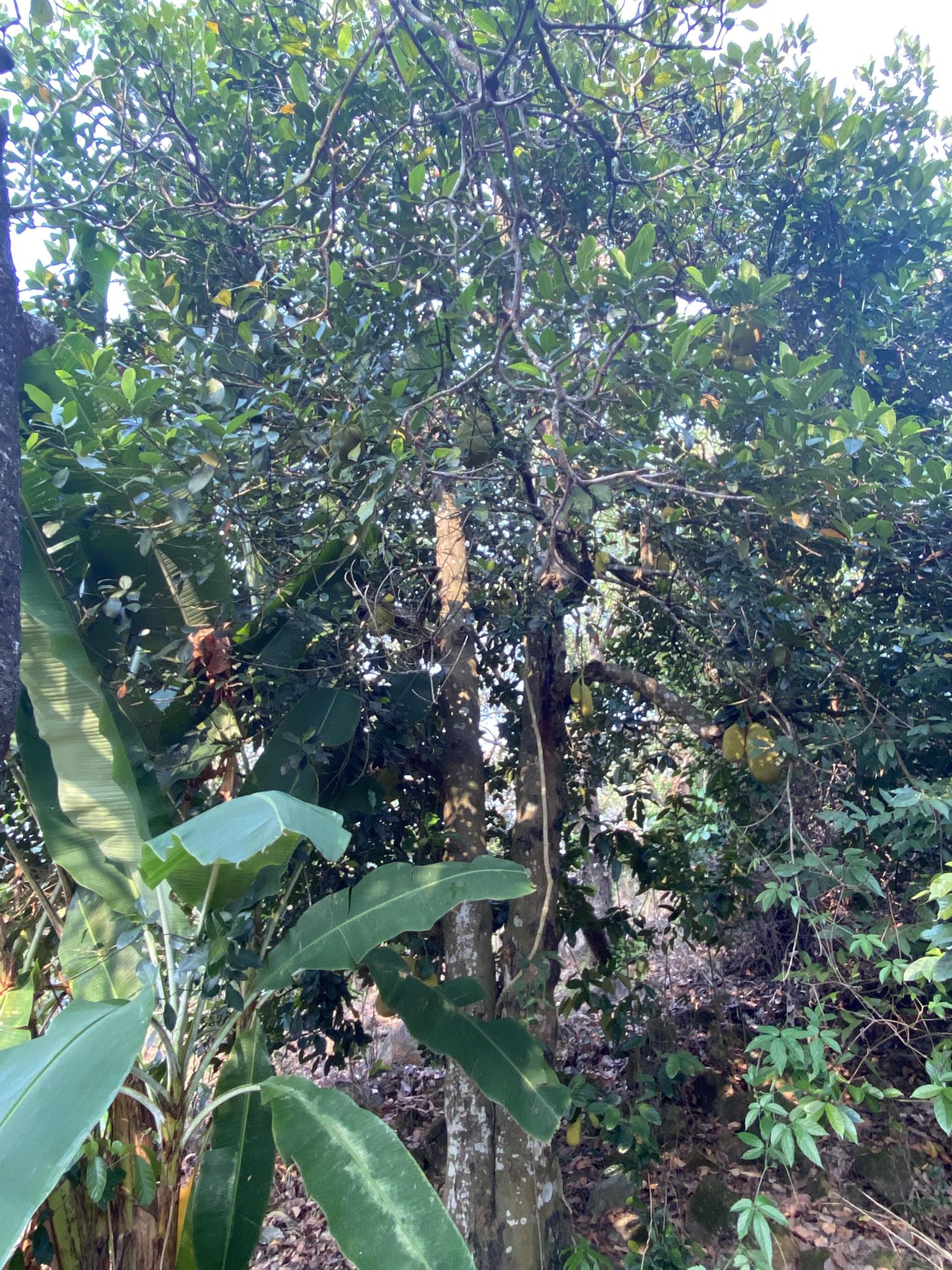 Cụ mít ta hơn 50 năm tuổi trên Đồi Từ Tâm vẫn cho sai quả mỗi năm